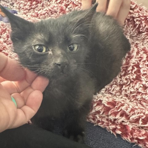 Coco, an adoptable Domestic Short Hair in Topeka, KS, 66610 | Photo Image 3