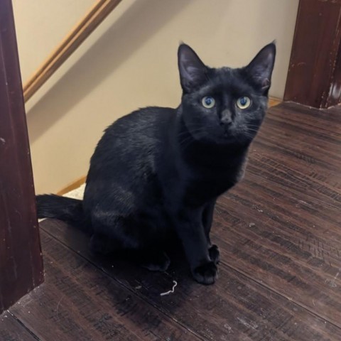 Sabrina, an adoptable Domestic Short Hair in Topeka, KS, 66610 | Photo Image 1