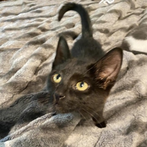 Sabrina, an adoptable Domestic Short Hair in Topeka, KS, 66610 | Photo Image 2