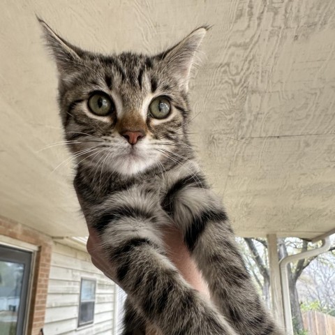 Princess, an adoptable Domestic Short Hair in Topeka, KS, 66610 | Photo Image 1