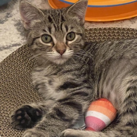 Princess, an adoptable Domestic Short Hair in Topeka, KS, 66610 | Photo Image 3