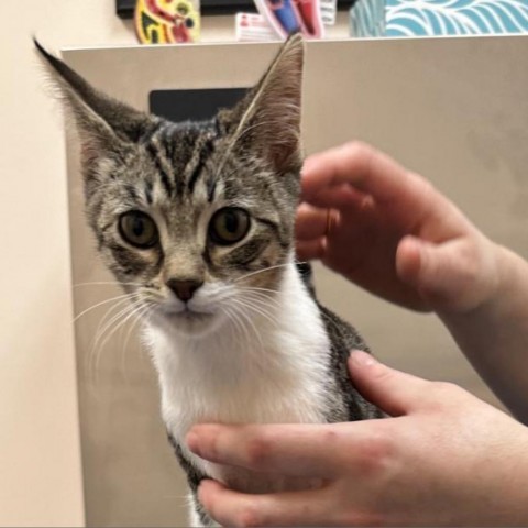 Dot Dot, an adoptable Domestic Short Hair in Topeka, KS, 66610 | Photo Image 1