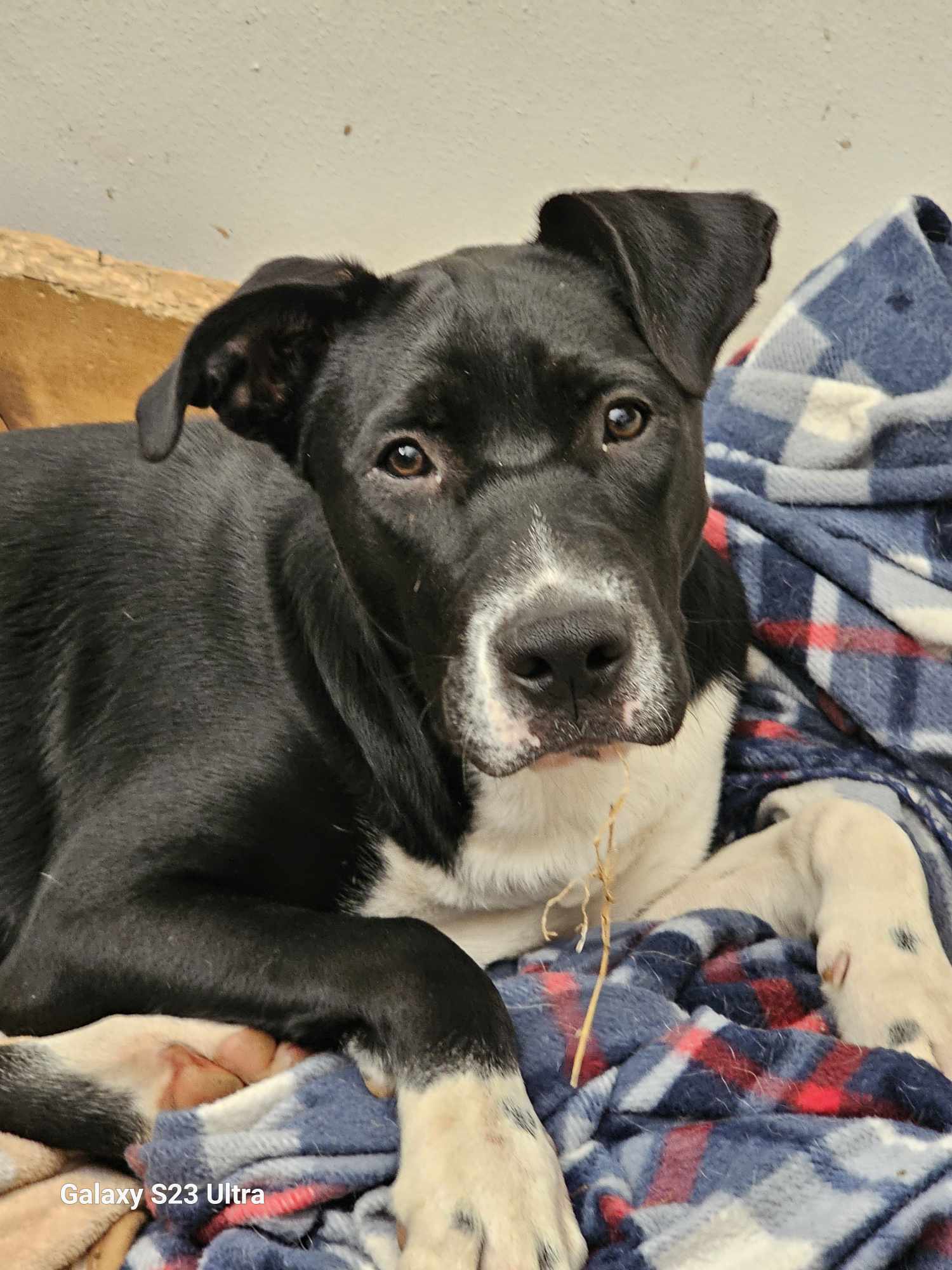 Riley, an adoptable Terrier in Waterloo, IA, 50703 | Photo Image 1