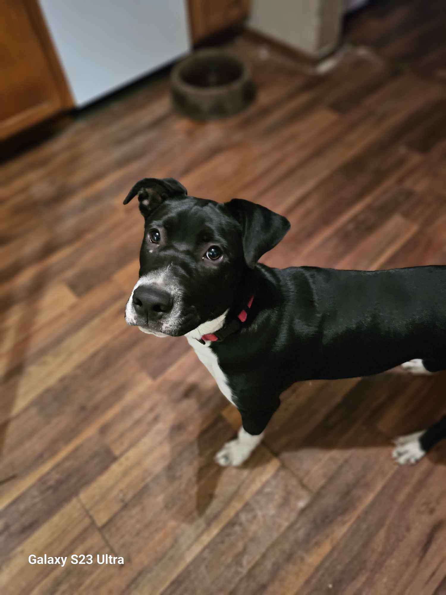 Riley, an adoptable Terrier in Waterloo, IA, 50703 | Photo Image 2