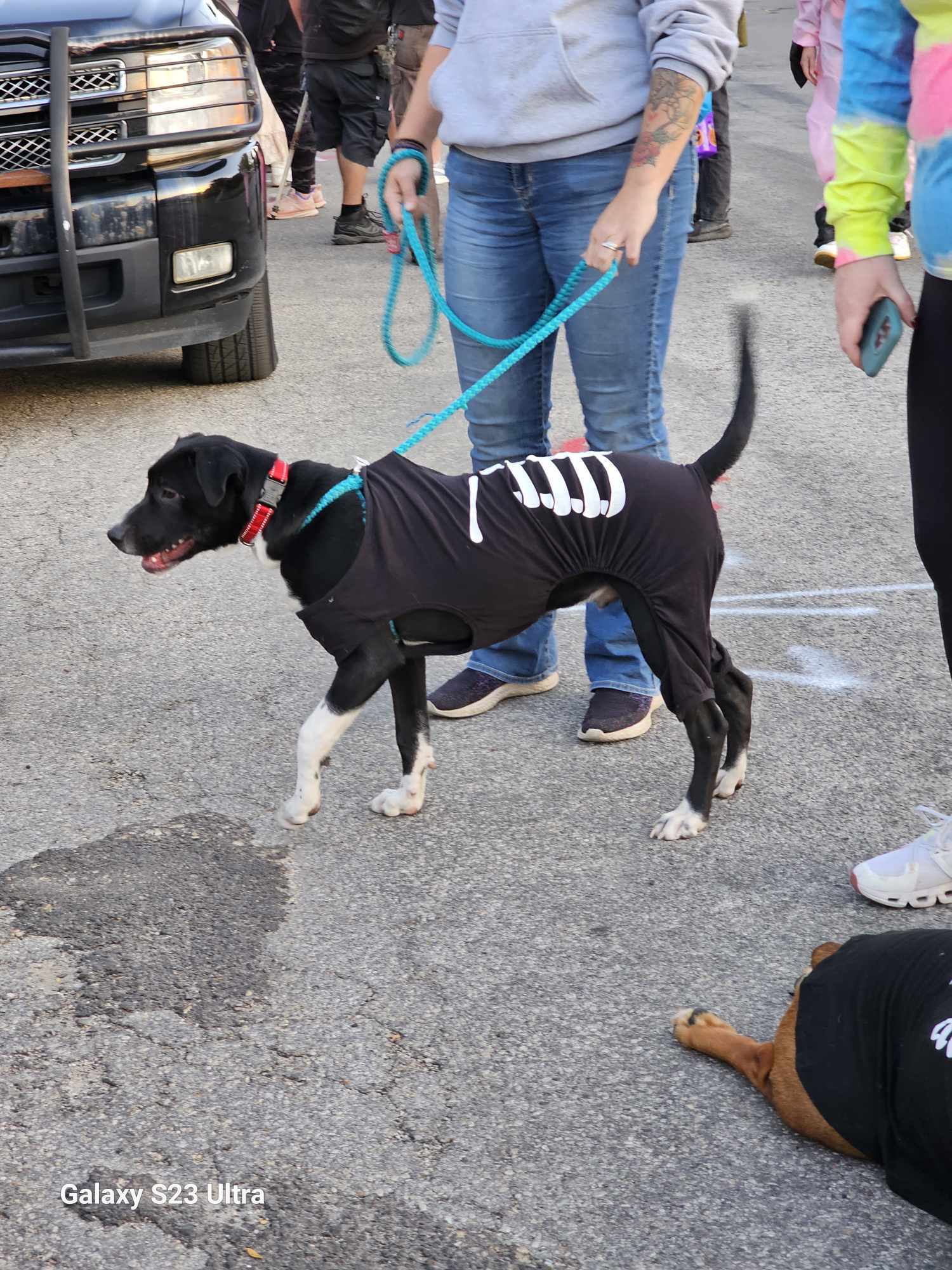 Riley, an adoptable Terrier in Waterloo, IA, 50703 | Photo Image 3