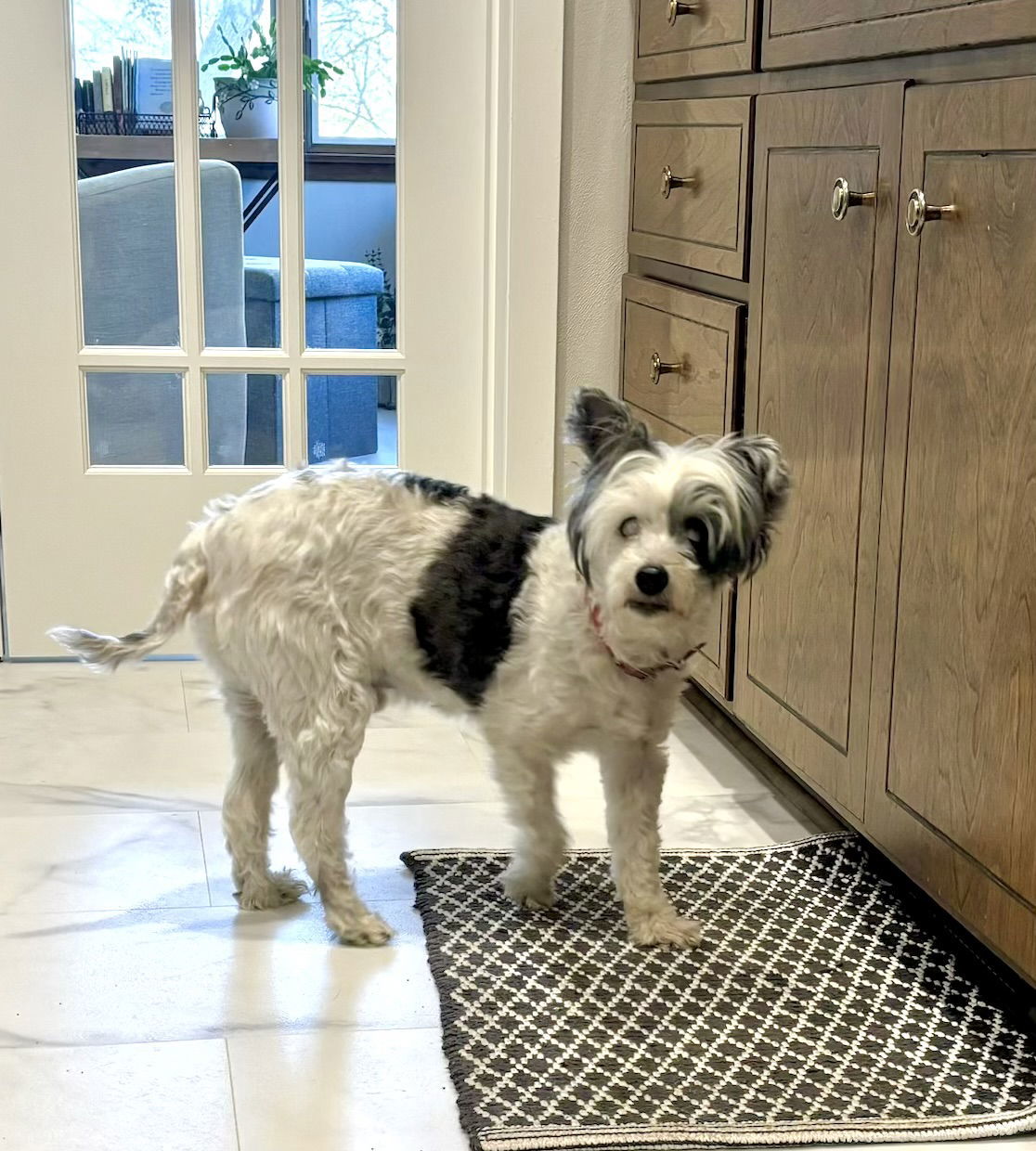 Patches, an adoptable Chinese Crested Dog in Estherville, IA, 51334 | Photo Image 1