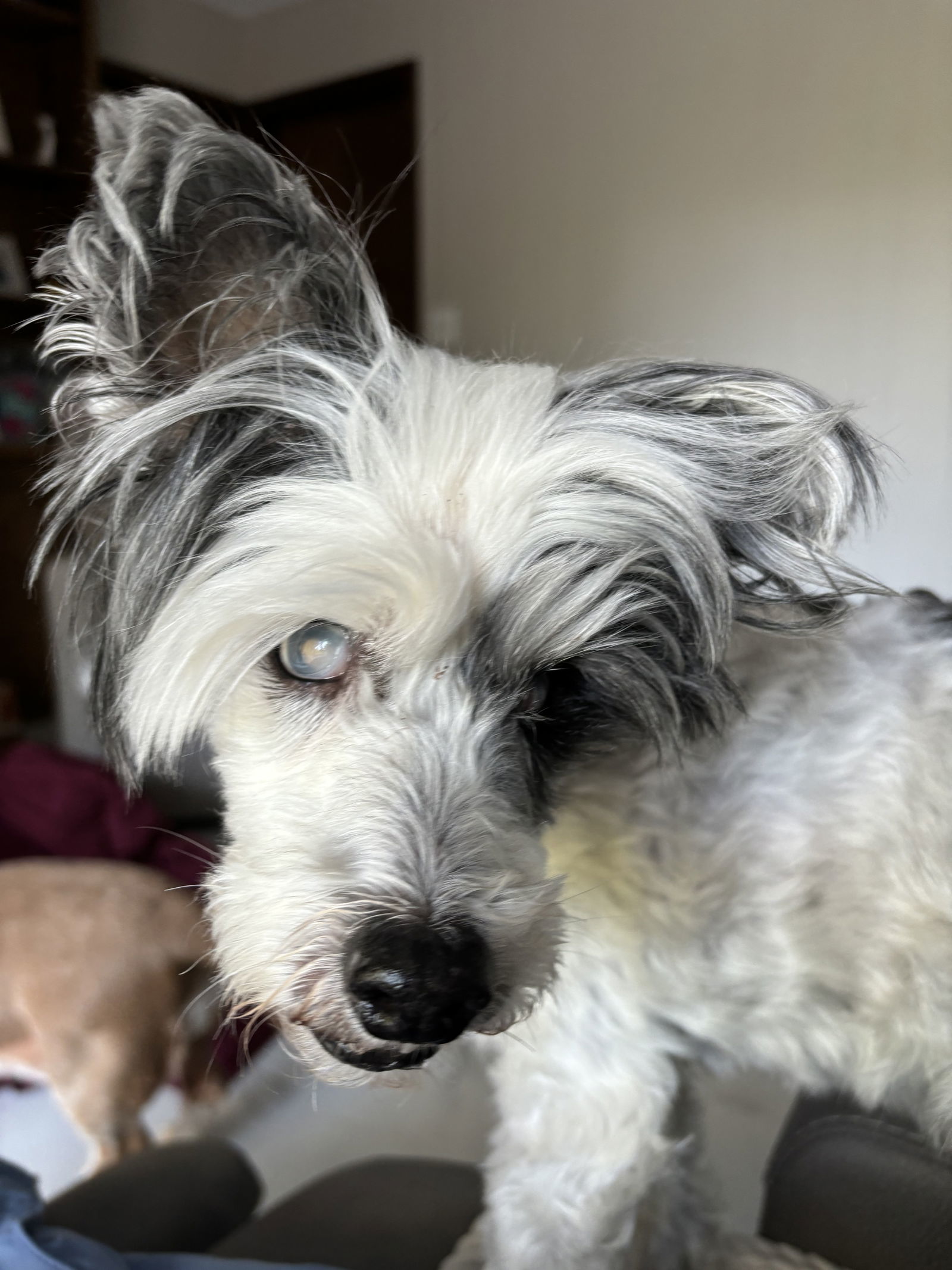 Patches, an adoptable Chinese Crested Dog in Estherville, IA, 51334 | Photo Image 2