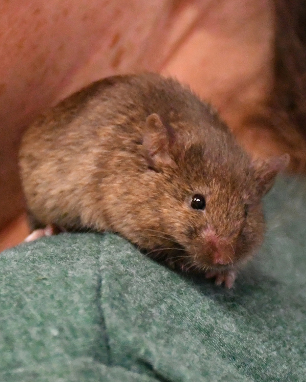 Adult Male Mice