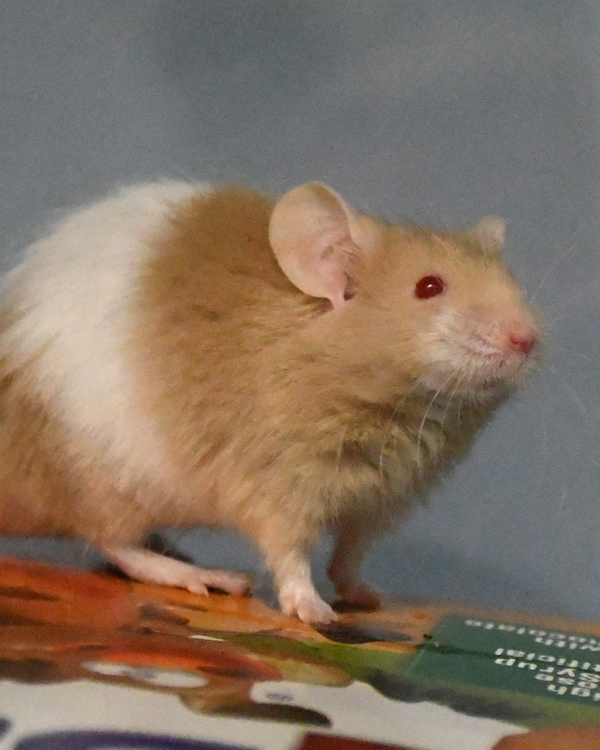 Adult Male Mice