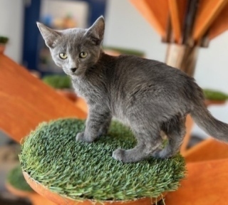 Italian*, an adoptable Domestic Short Hair in Kingman, AZ, 86401 | Photo Image 1