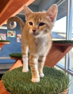 Tigger, an adoptable Domestic Short Hair in Kingman, AZ, 86401 | Photo Image 1