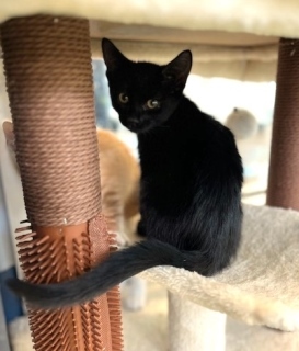 Ruben*, an adoptable Domestic Short Hair in Kingman, AZ, 86401 | Photo Image 1