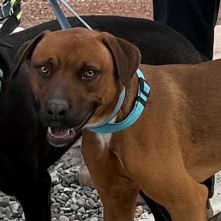 Moose, an adoptable Boxer in Cedaredge, CO, 81413 | Photo Image 1