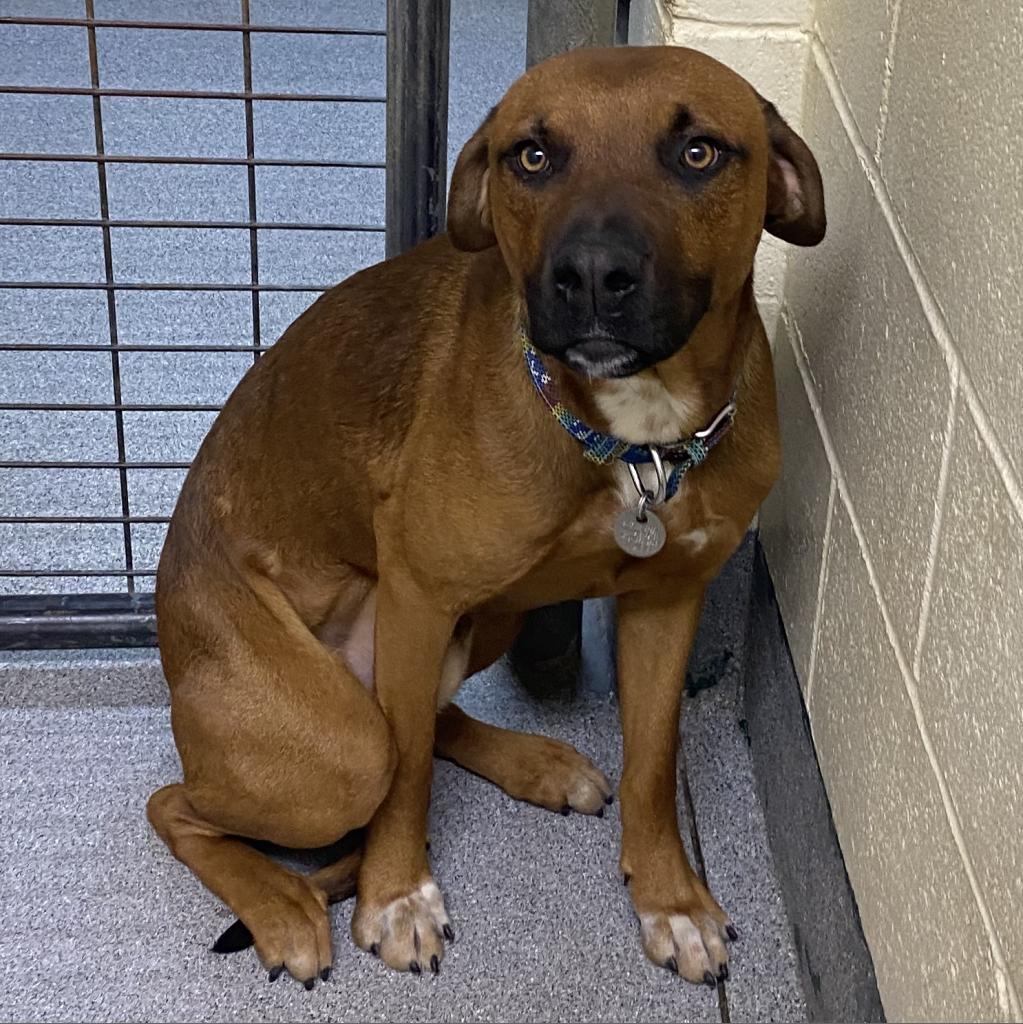 Moose, an adoptable Boxer in Cedaredge, CO, 81413 | Photo Image 2