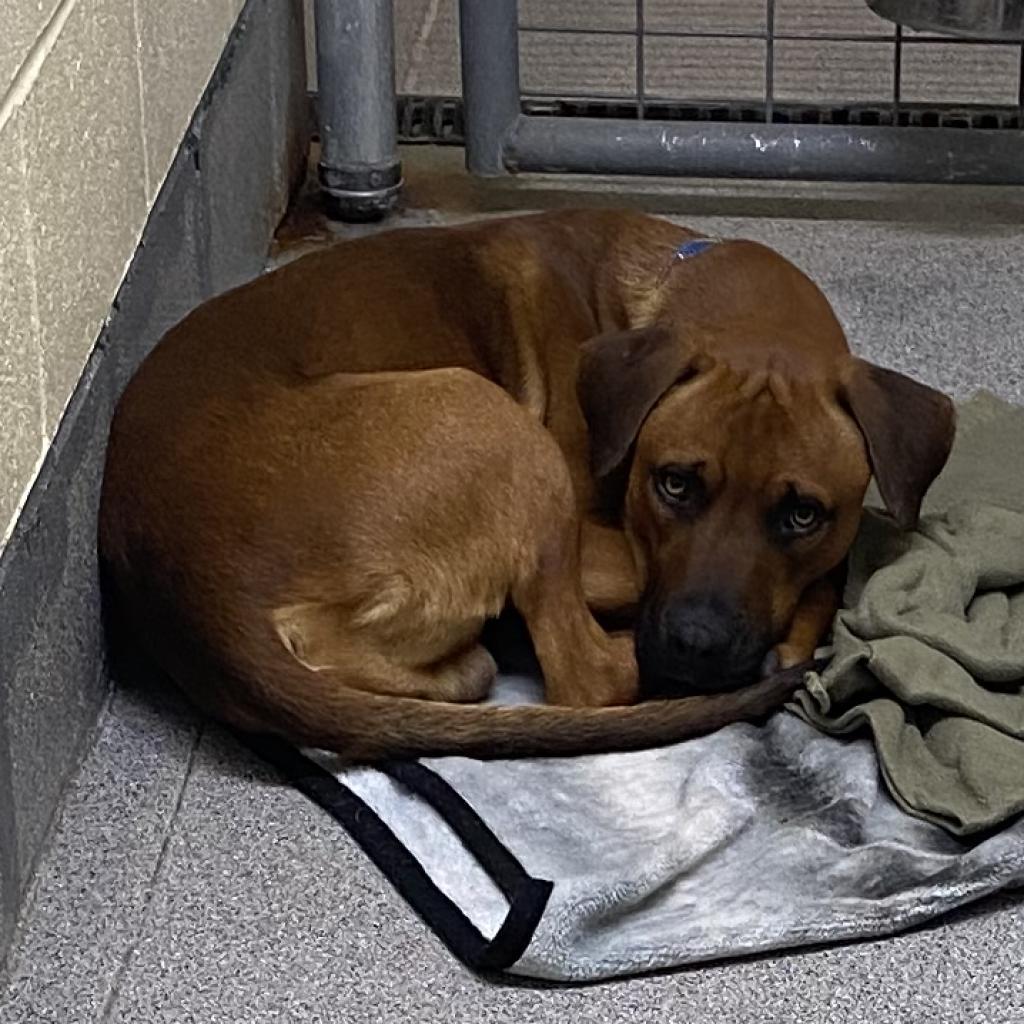 Moose, an adoptable Boxer in Cedaredge, CO, 81413 | Photo Image 3