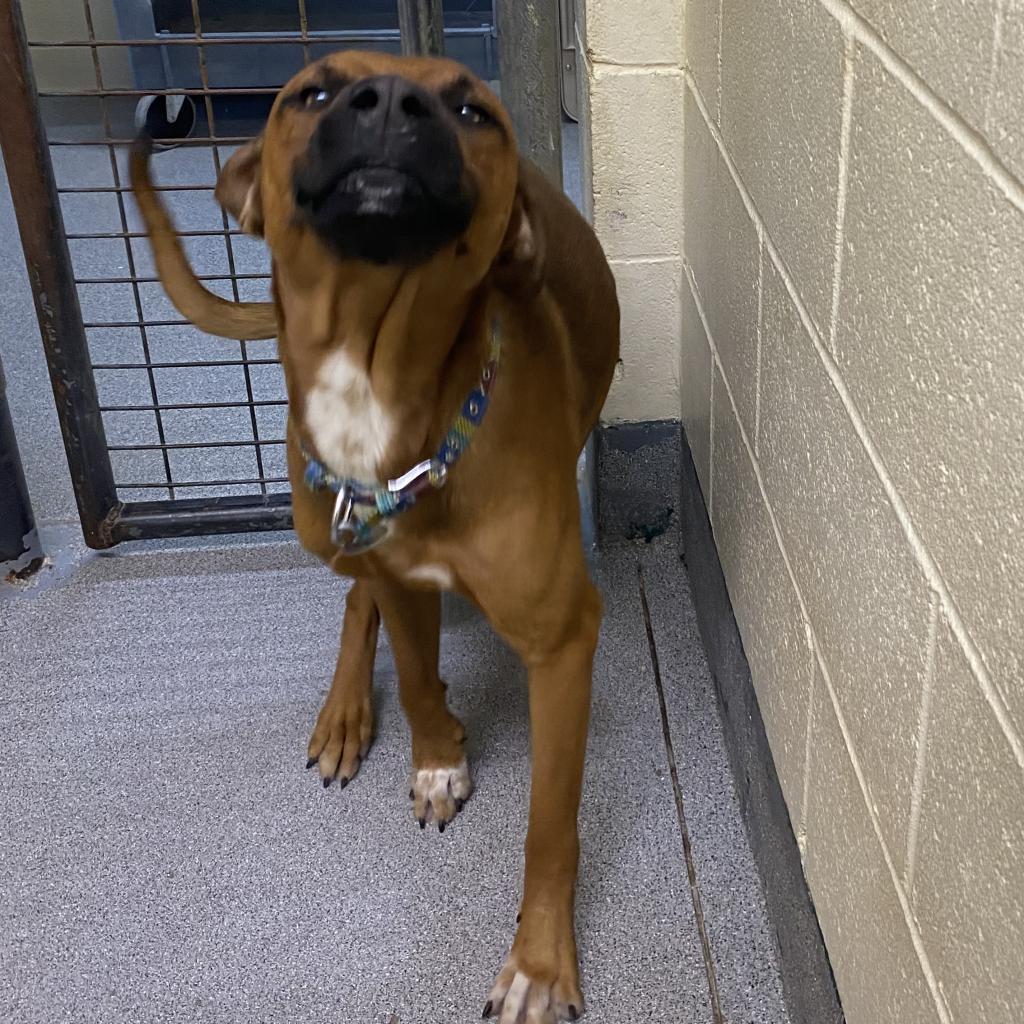 Moose, an adoptable Boxer in Cedaredge, CO, 81413 | Photo Image 4