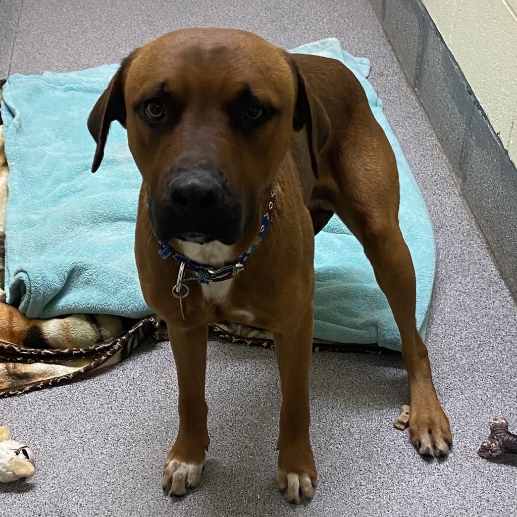 Moose, an adoptable Boxer in Cedaredge, CO, 81413 | Photo Image 5
