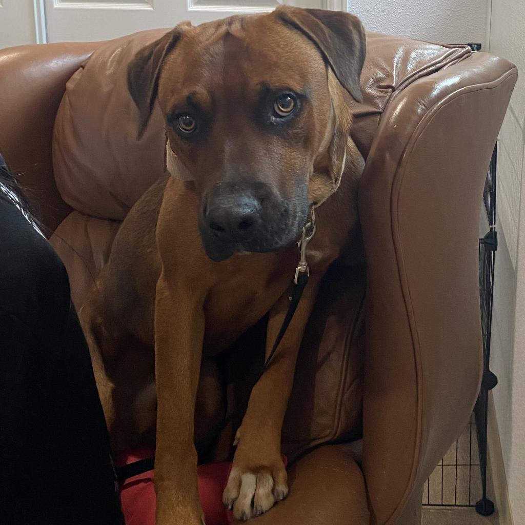 Moose, an adoptable Boxer in Cedaredge, CO, 81413 | Photo Image 6