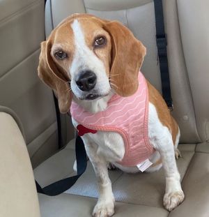 My name is Jeanne Im a 10-year-old beagle weighing in at 26 pounds Ive come a long way since I