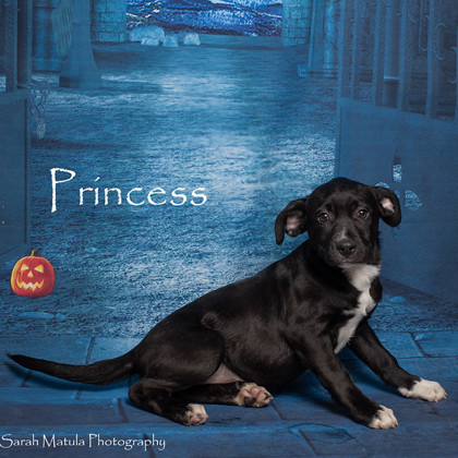 Princess, an adoptable Labrador Retriever, Mixed Breed in Ruidoso, NM, 88345 | Photo Image 1