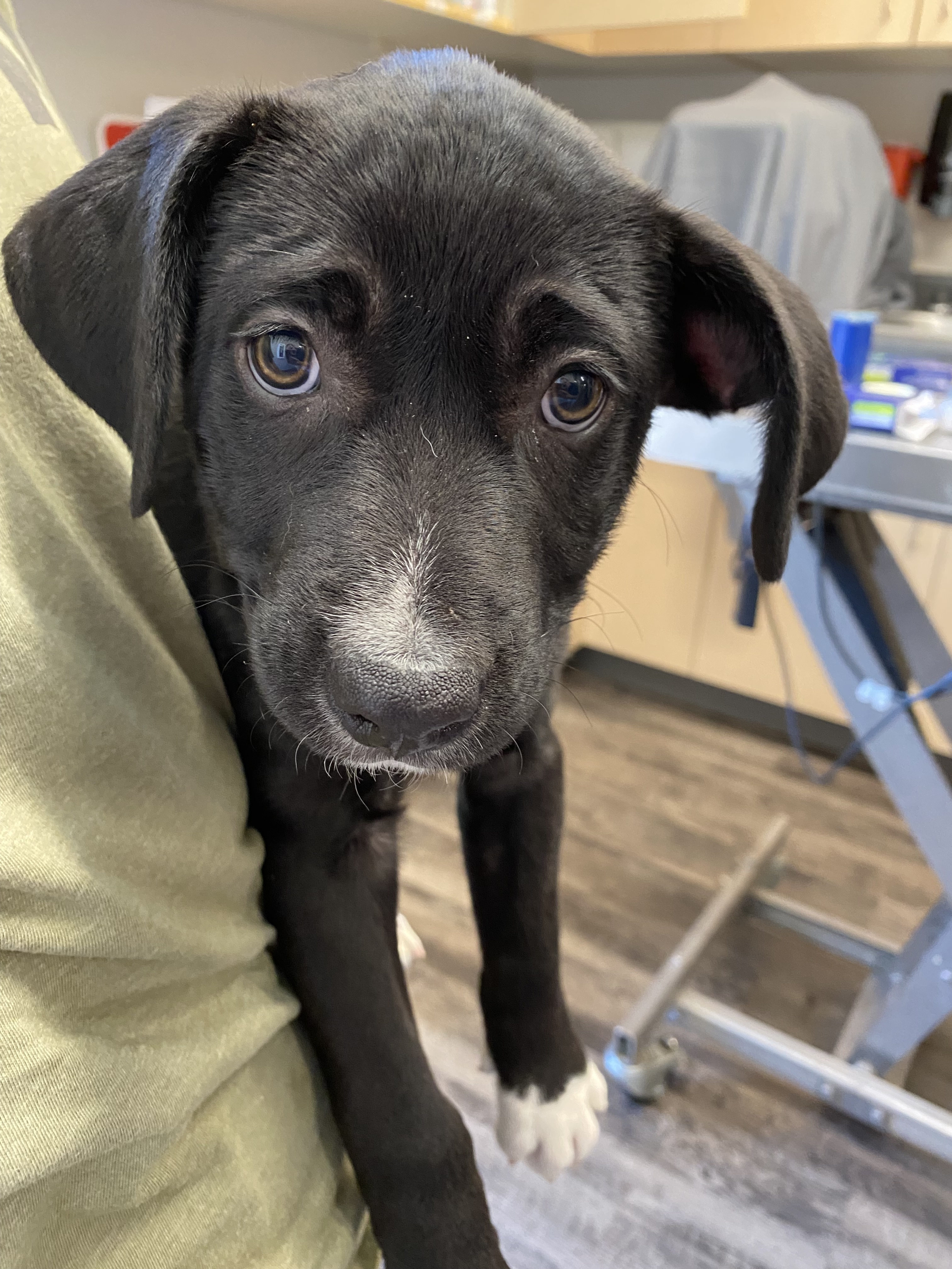 Princess, an adoptable Labrador Retriever, Mixed Breed in Ruidoso, NM, 88345 | Photo Image 2