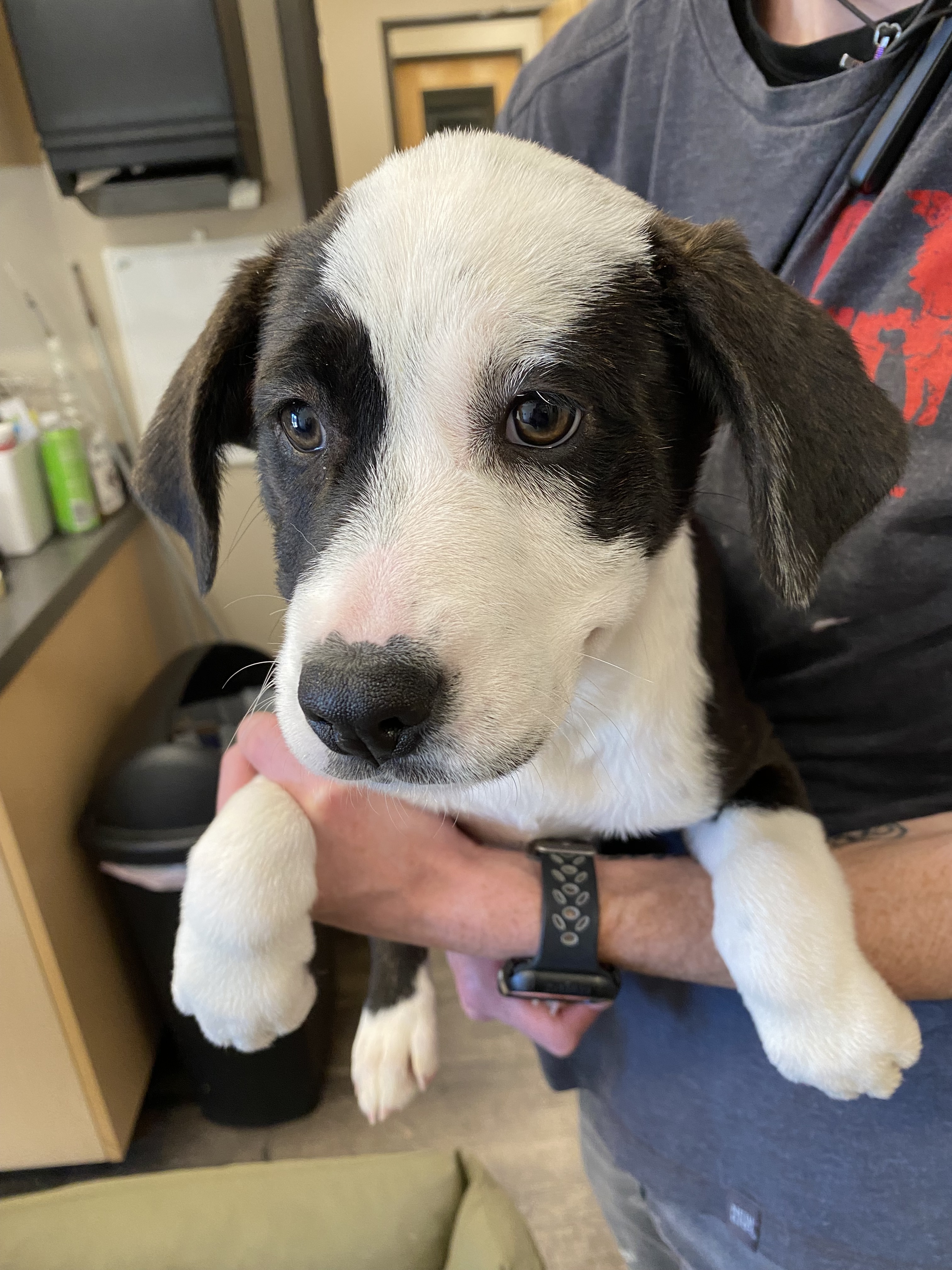 Pearl, an adoptable Labrador Retriever, Mixed Breed in Ruidoso, NM, 88345 | Photo Image 2