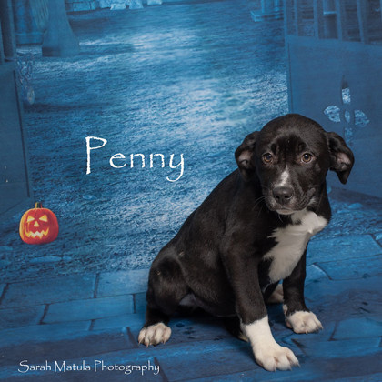 Penny, an adoptable Labrador Retriever, Mixed Breed in Ruidoso, NM, 88345 | Photo Image 1