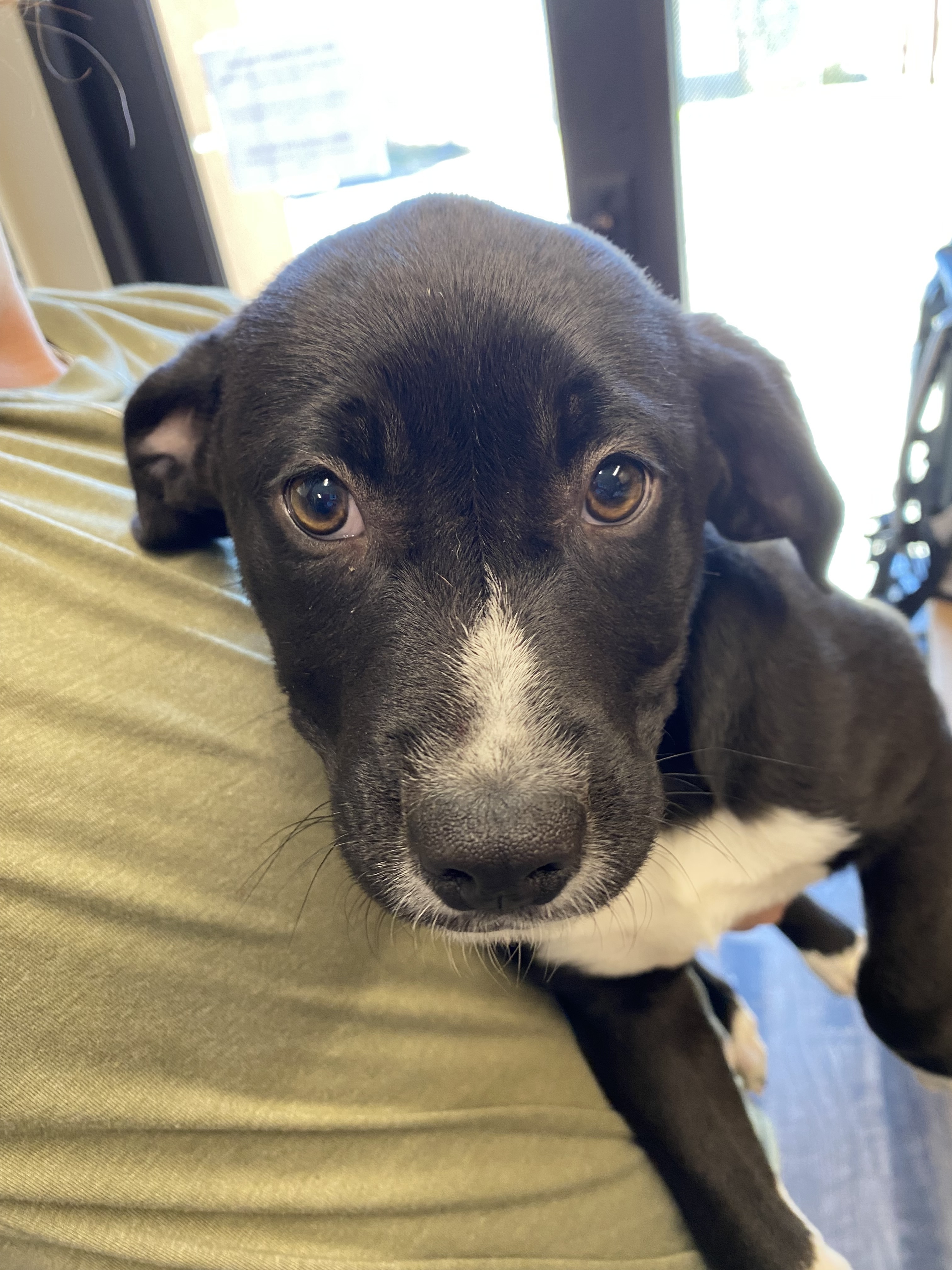 Penny, an adoptable Labrador Retriever, Mixed Breed in Ruidoso, NM, 88345 | Photo Image 2