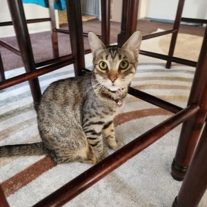 Ella is a playful vocal and incredibly sweet little kitten whos looking for h