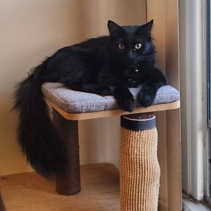 Looking for a fun mischievous companion to brighten your home Meet Tommy a pl