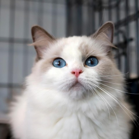 Whimsy, an adoptable Ragdoll, Domestic Long Hair in Los Angeles, CA, 90039 | Photo Image 1