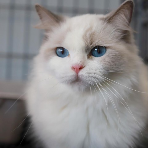 Whimsy, an adoptable Ragdoll, Domestic Long Hair in Los Angeles, CA, 90039 | Photo Image 2