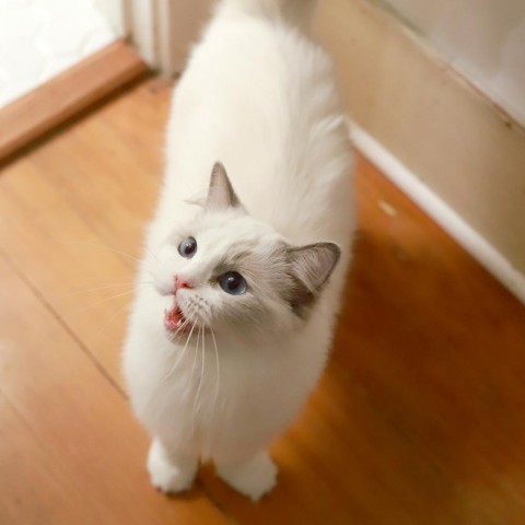 Whimsy, an adoptable Ragdoll, Domestic Long Hair in Los Angeles, CA, 90039 | Photo Image 3