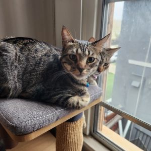 Izzy Domestic Short Hair Cat
