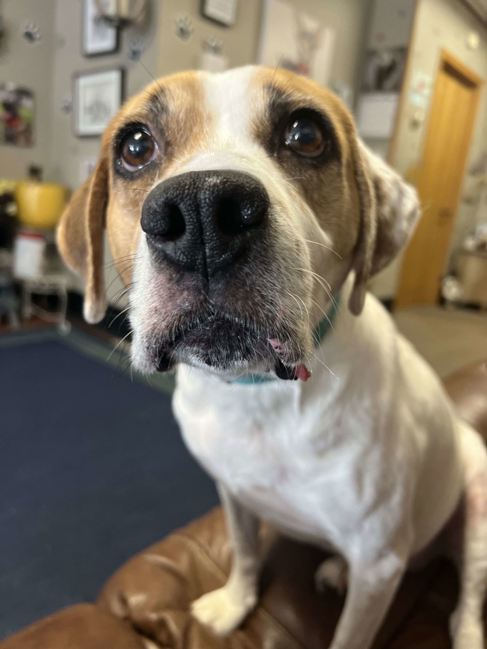 Willow - ADOPTION PENDING!!!, an adoptable Boxer, Beagle in Shakopee, MN, 55379 | Photo Image 1