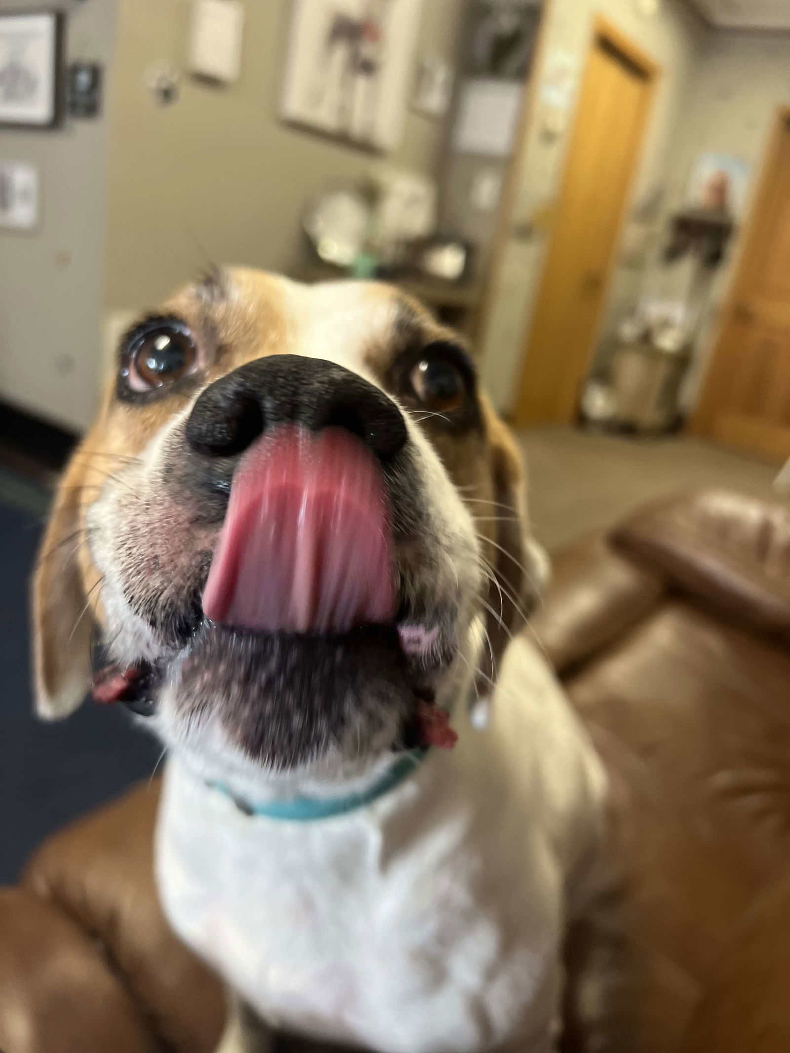 Willow - ADOPTION PENDING!!!, an adoptable Boxer, Beagle in Shakopee, MN, 55379 | Photo Image 2