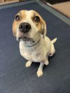 Willow - ADOPTION PENDING!!! photo 3