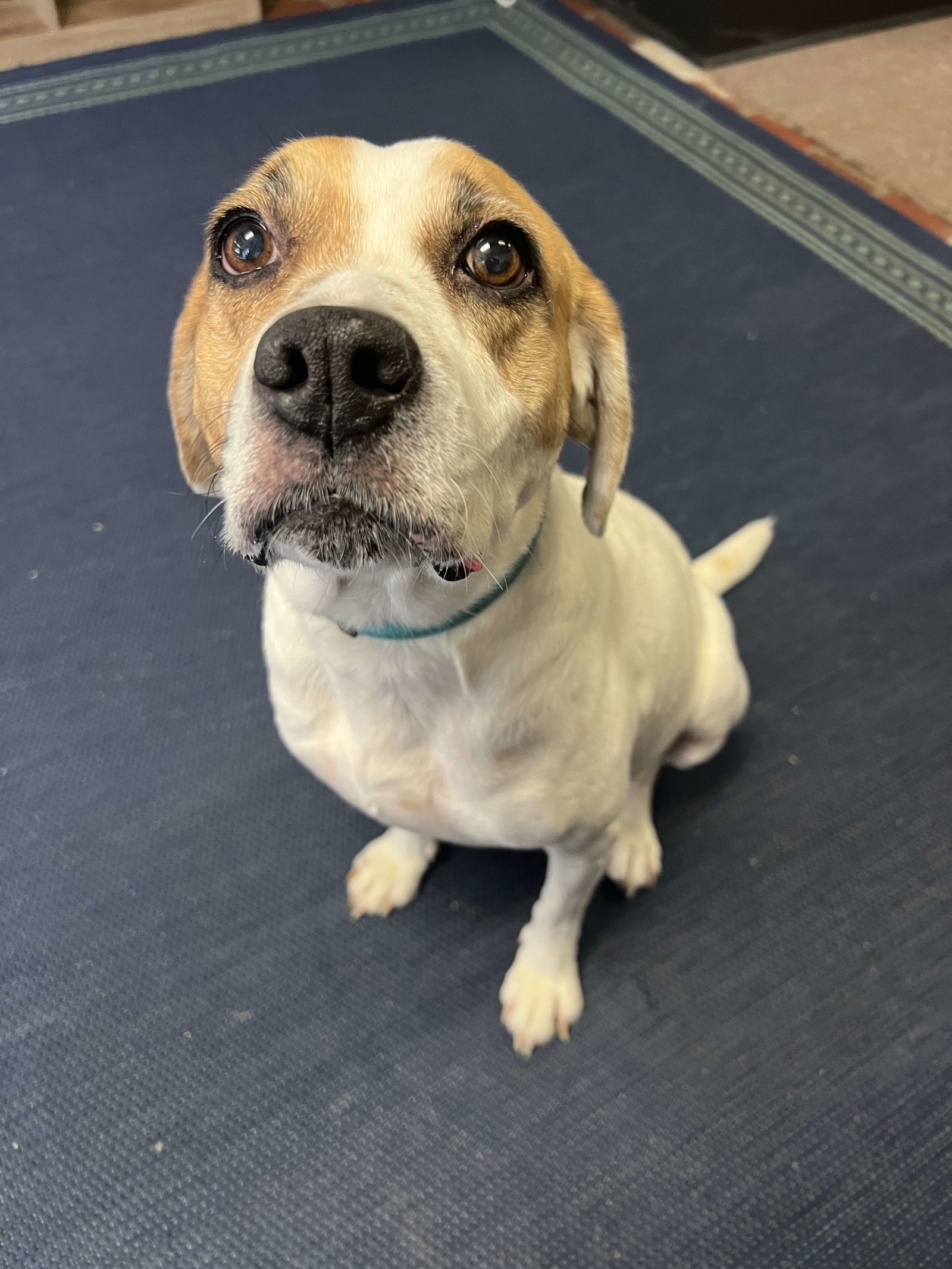 Willow - ADOPTION PENDING!!!, an adoptable Boxer, Beagle in Shakopee, MN, 55379 | Photo Image 3