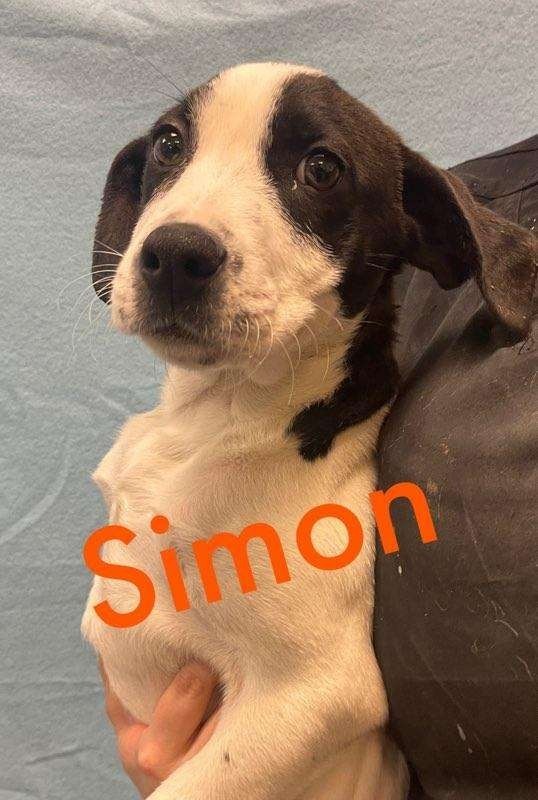 Simon