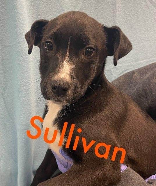 Sullivan