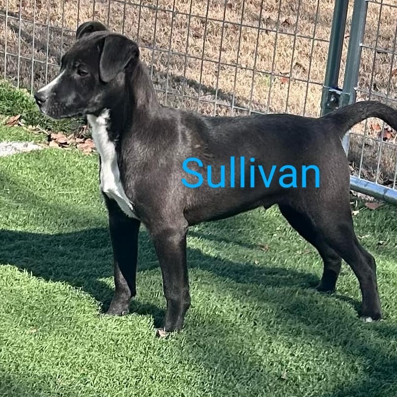 Sullivan