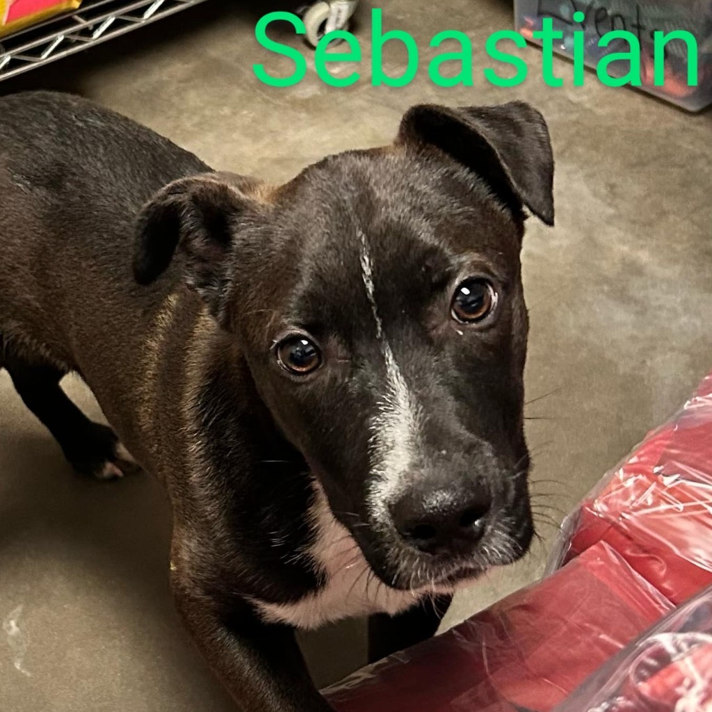 Sebastian