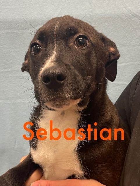 Sebastian