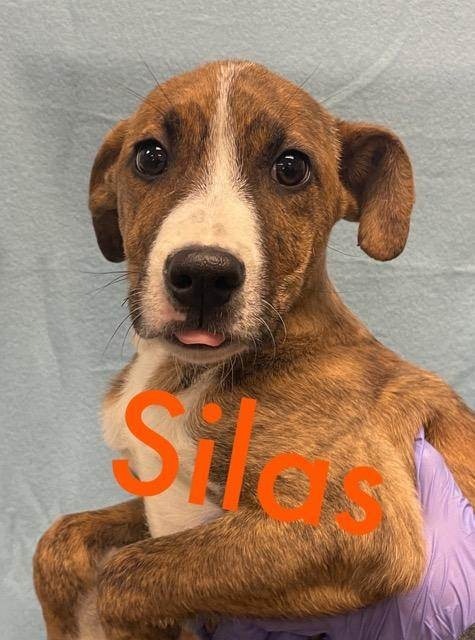Silas