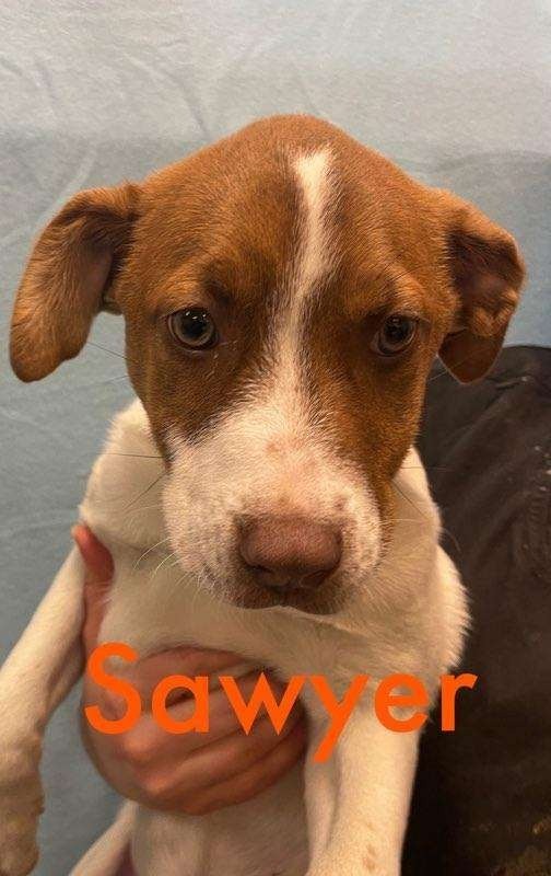 Sawyer