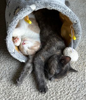 Oliver and Olivia (Bonded Pair)