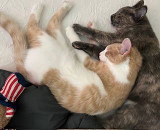 Oliver and Olivia (Bonded Pair)