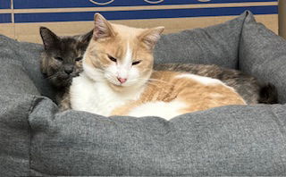 Oliver and Olivia (Bonded Pair)