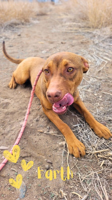 Earth, an adoptable Doberman Pinscher, Pit Bull Terrier in Monte Vista, CO, 81144 | Photo Image 1