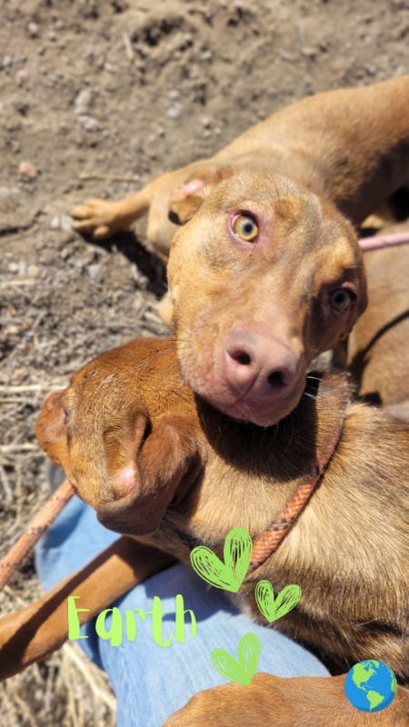 Earth, an adoptable Doberman Pinscher, Pit Bull Terrier in Monte Vista, CO, 81144 | Photo Image 2